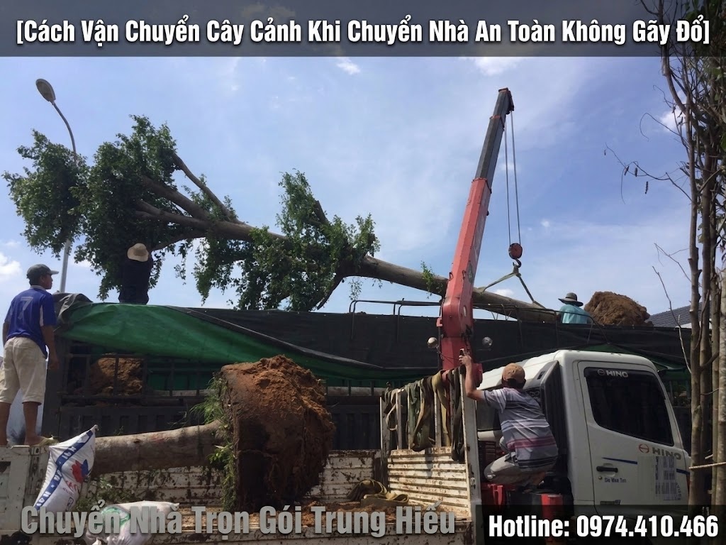 Cách Vận Chuyển Cây Cảnh Khi Chuyển Nhà An Toàn Không Gãy Đổ các bước chuẩn bị khi vận chuyển cây cảnh khi chuyển nhà