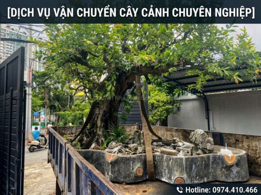dịch vụ vận chuyển cây cảnh khi chuyển nhà chuyên nghiệp