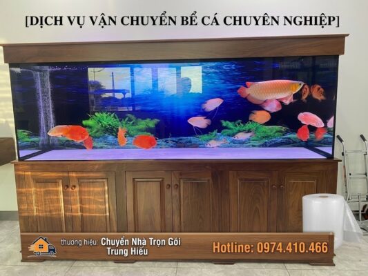 dịch vụ chuyển bể cá khi chuyển nhà chuyên nghiệp